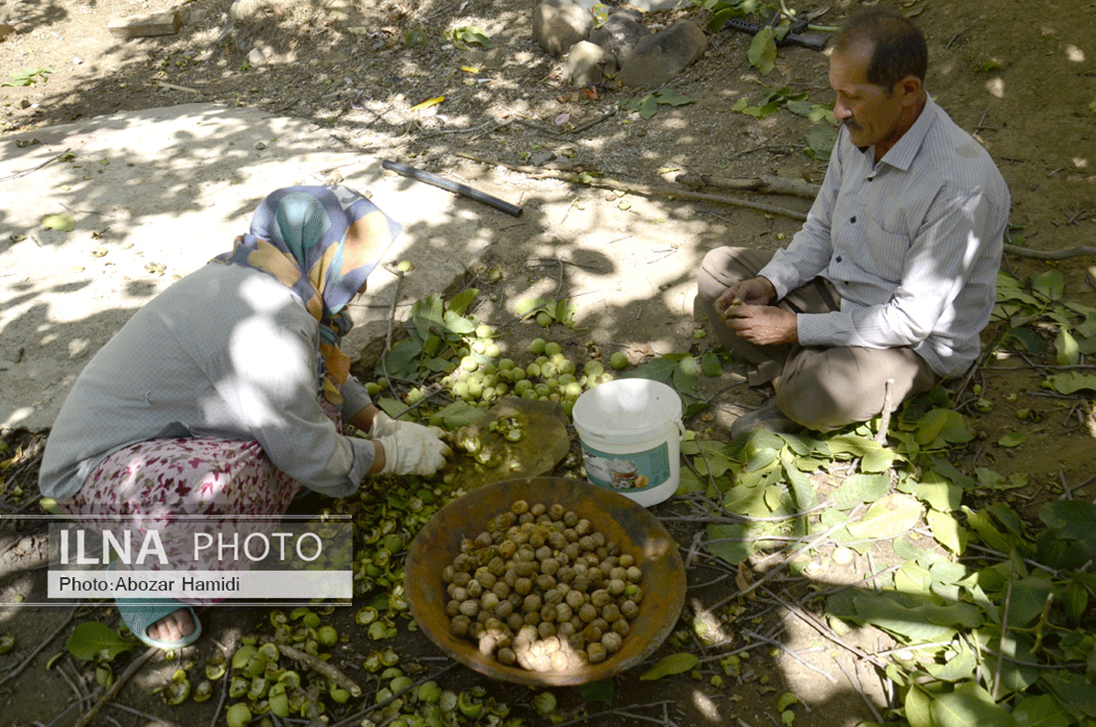 برداشت گردو در دیلمان گیلان