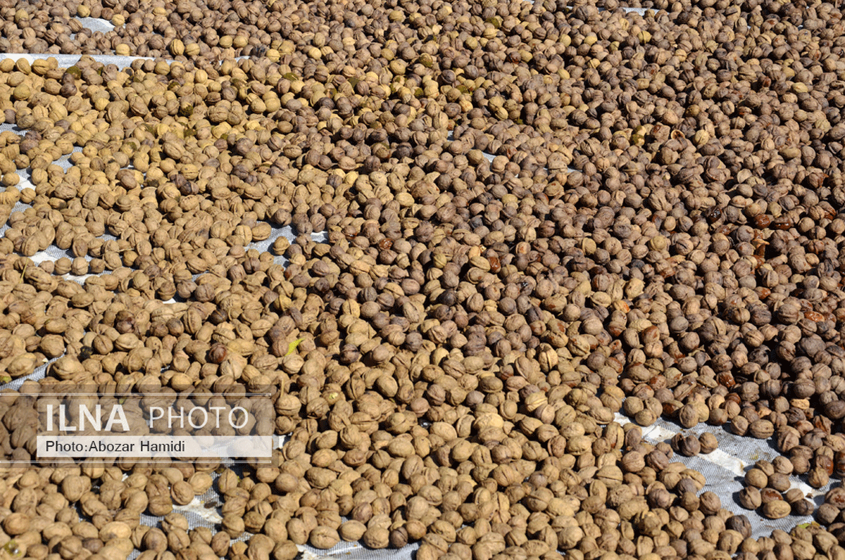 برداشت گردو در دیلمان گیلان