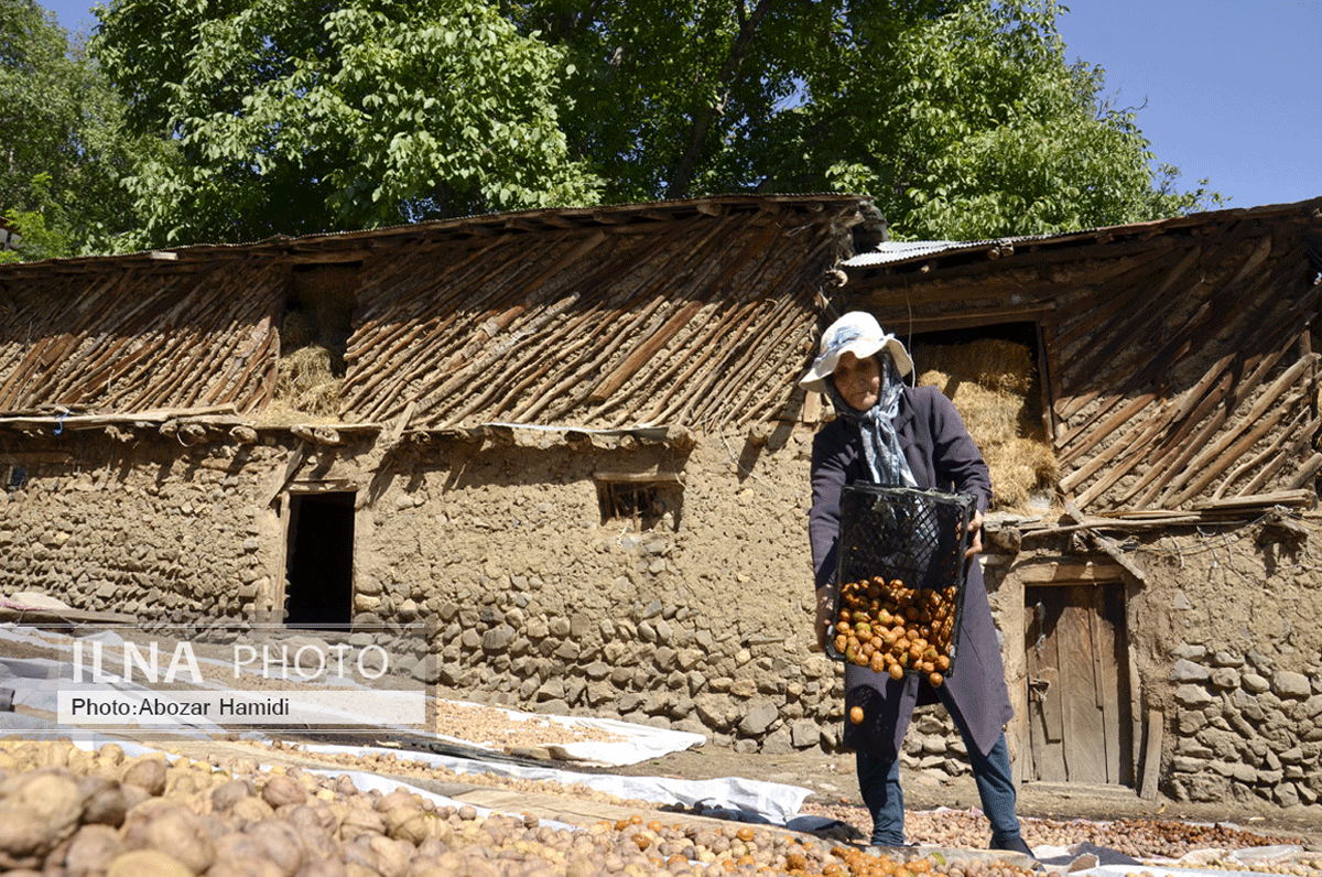 برداشت گردو در دیلمان گیلان