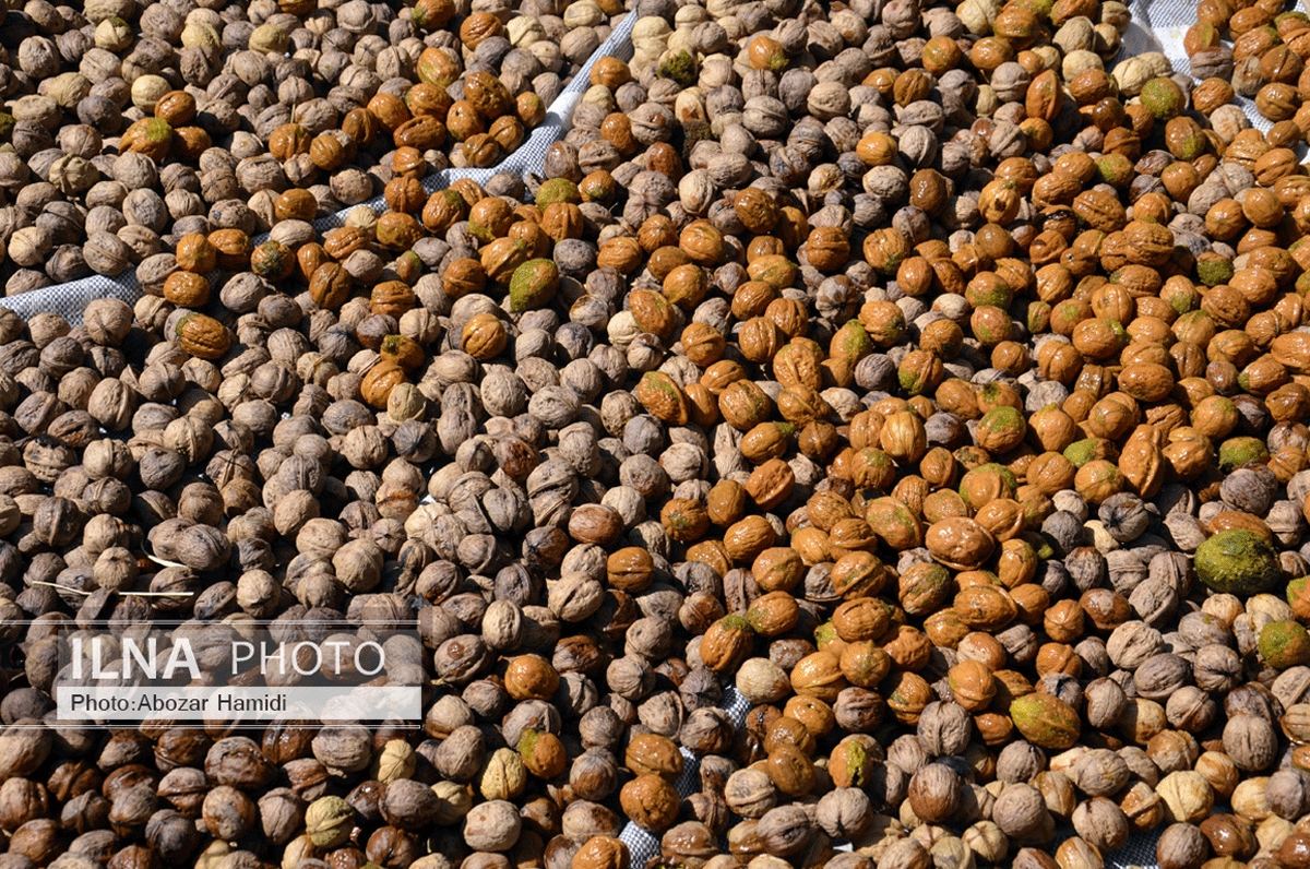 برداشت گردو در دیلمان گیلان