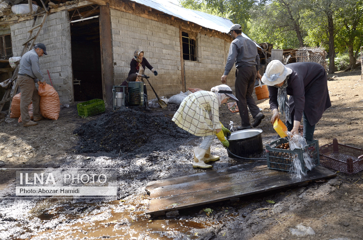 برداشت گردو در دیلمان گیلان