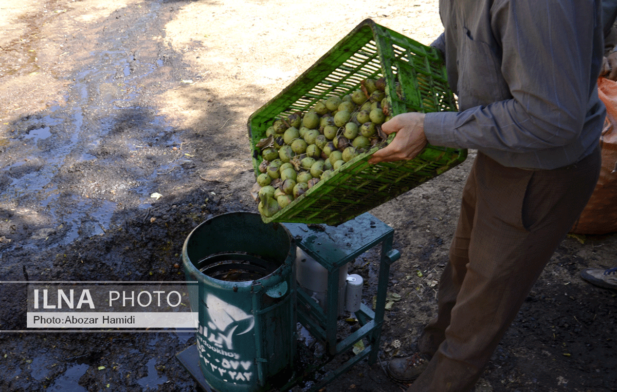 برداشت گردو در دیلمان گیلان