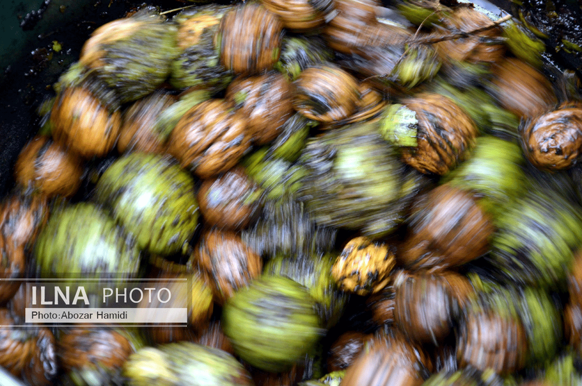 برداشت گردو در دیلمان گیلان