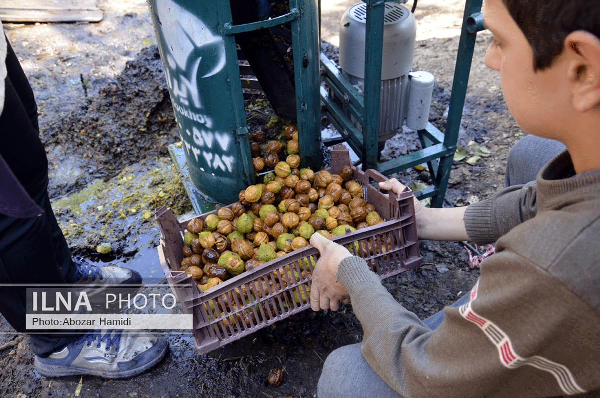 برداشت گردو در دیلمان گیلان