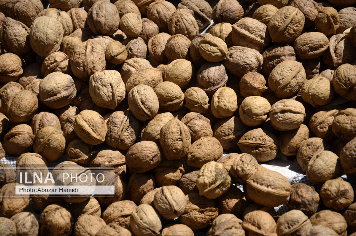 برداشت گردو در دیلمان گیلان