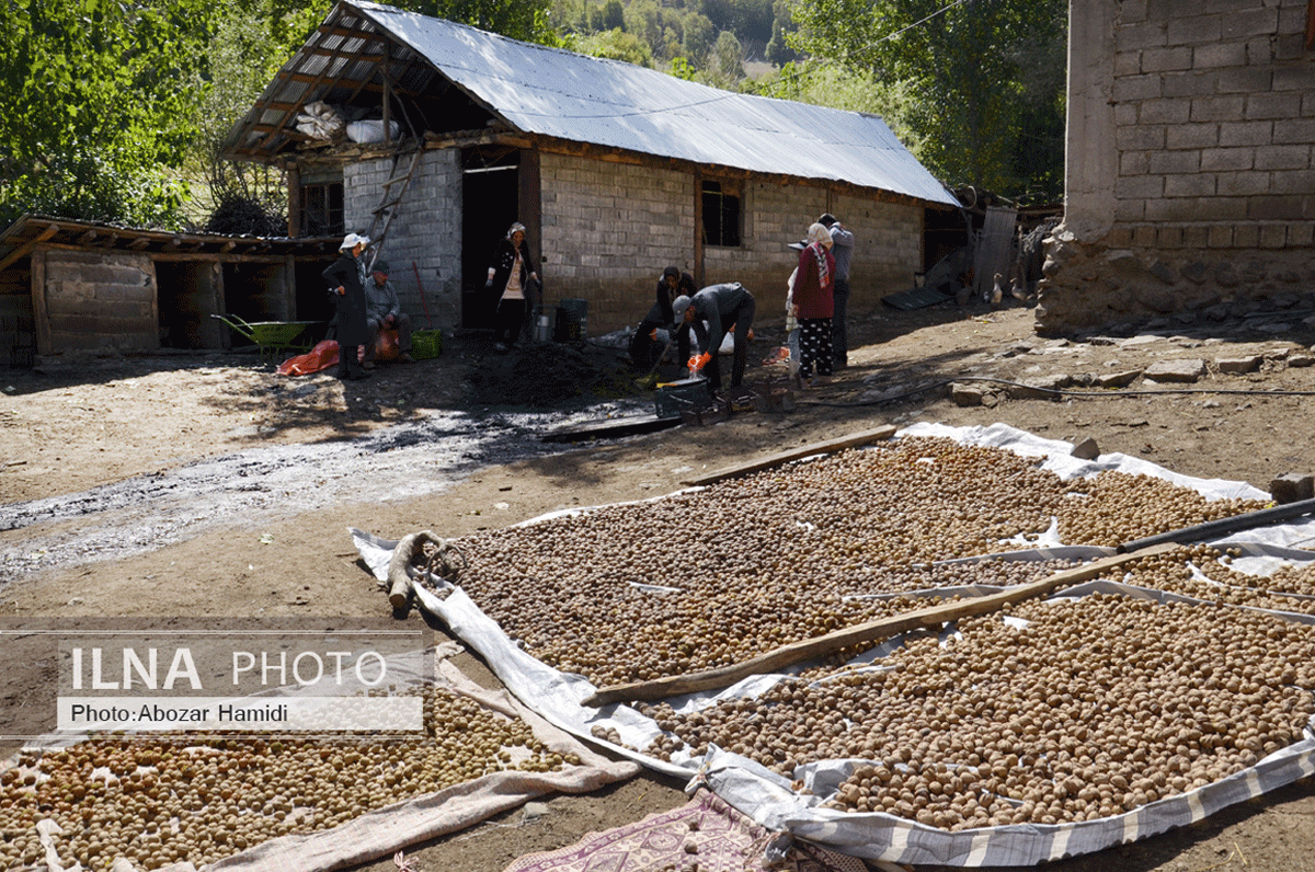 برداشت گردو در دیلمان گیلان