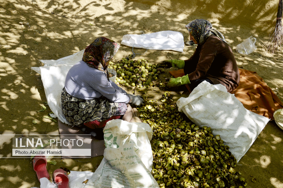 برداشت گردو در دیلمان گیلان