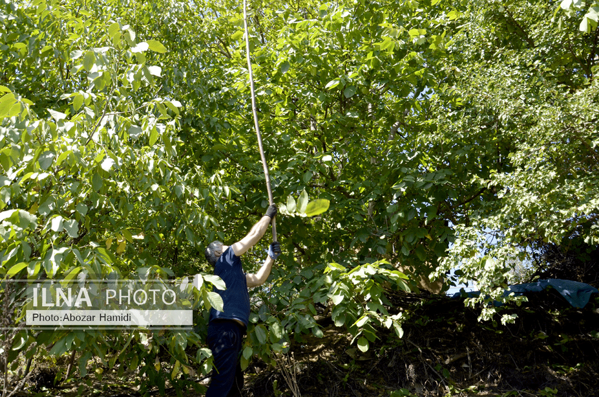 برداشت گردو در دیلمان گیلان