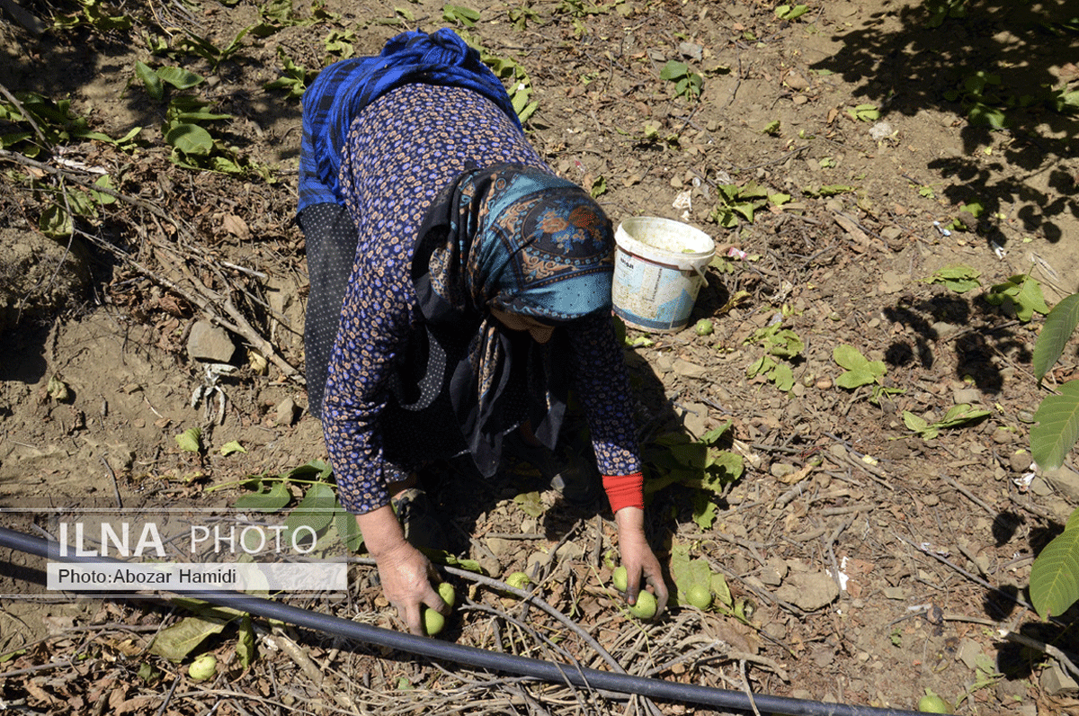 برداشت گردو در دیلمان گیلان
