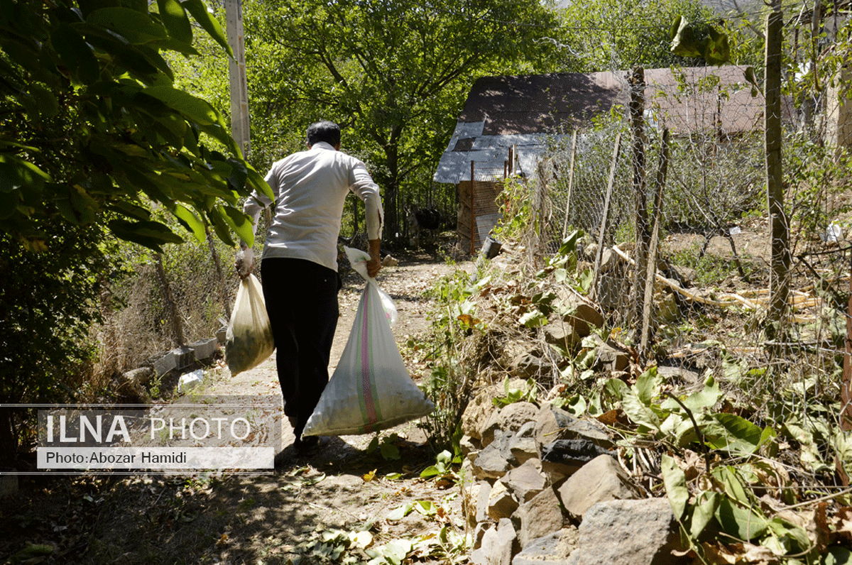 برداشت گردو در دیلمان گیلان