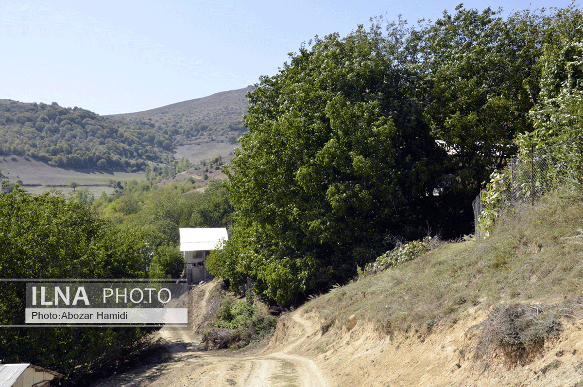 برداشت گردو در دیلمان گیلان