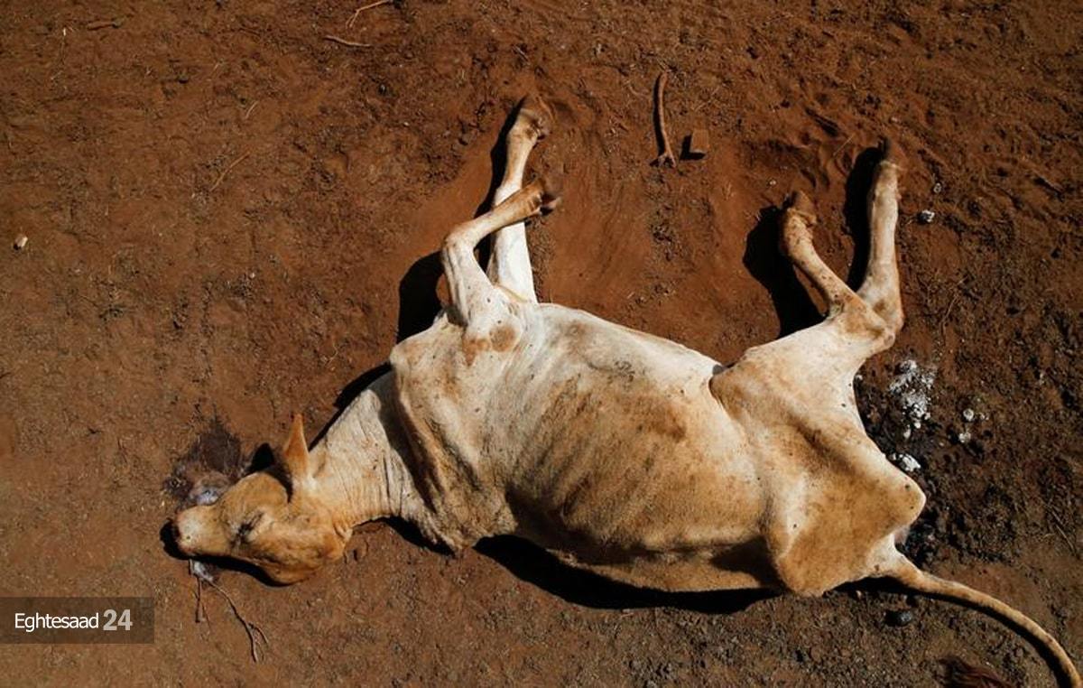 خشکسالی مرگبار در کنیا