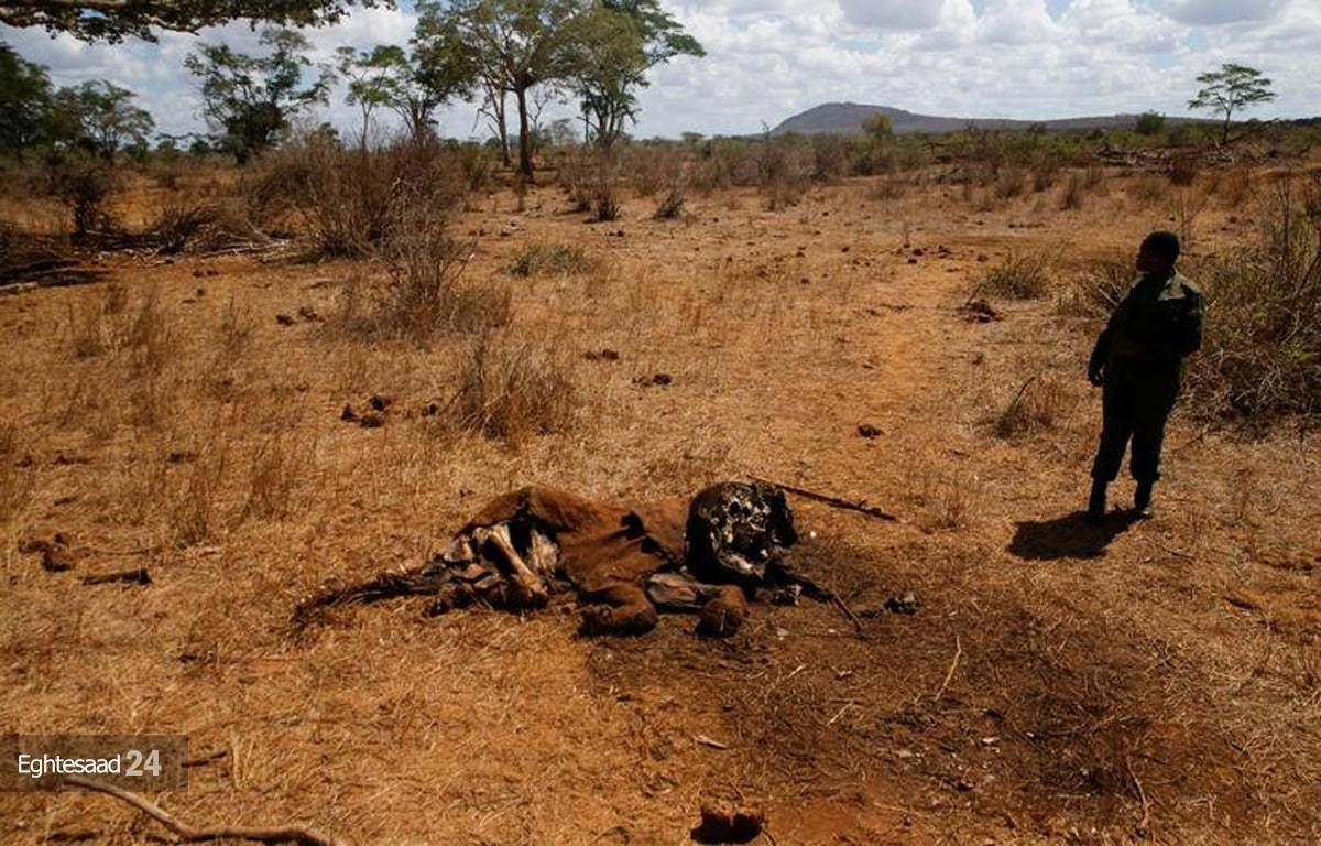 خشکسالی مرگبار در کنیا