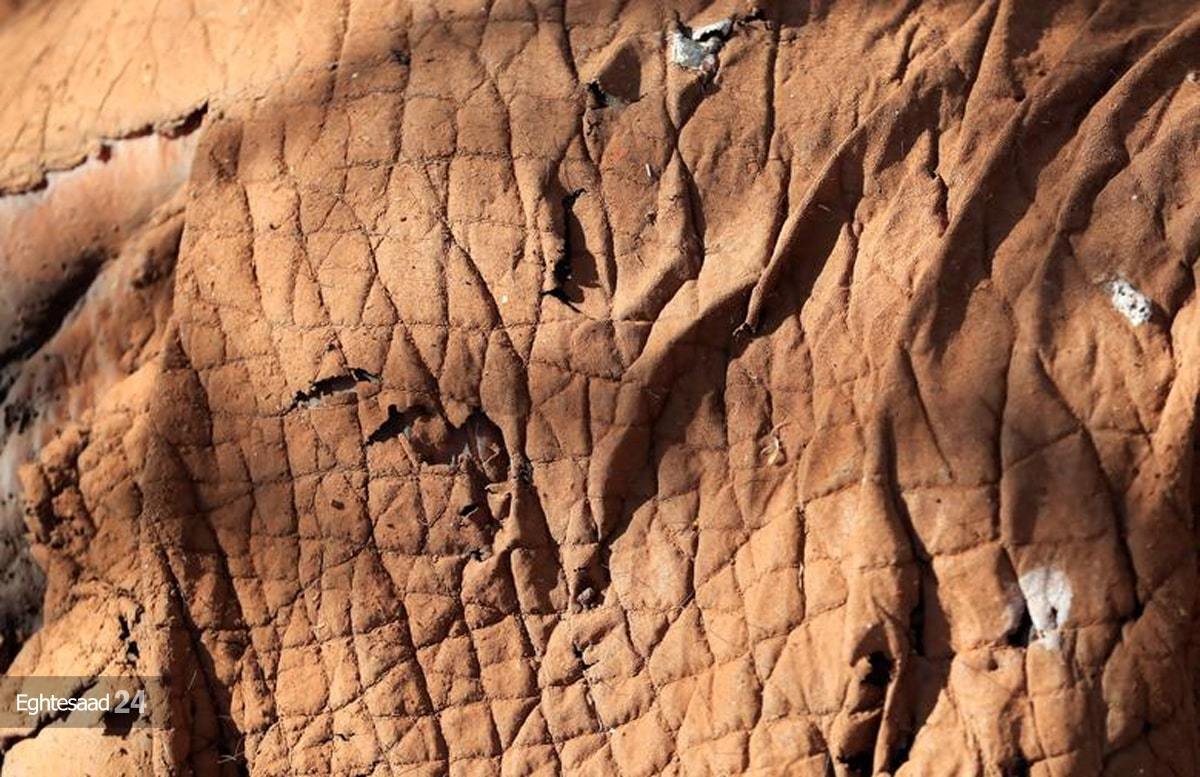 خشکسالی مرگبار در کنیا