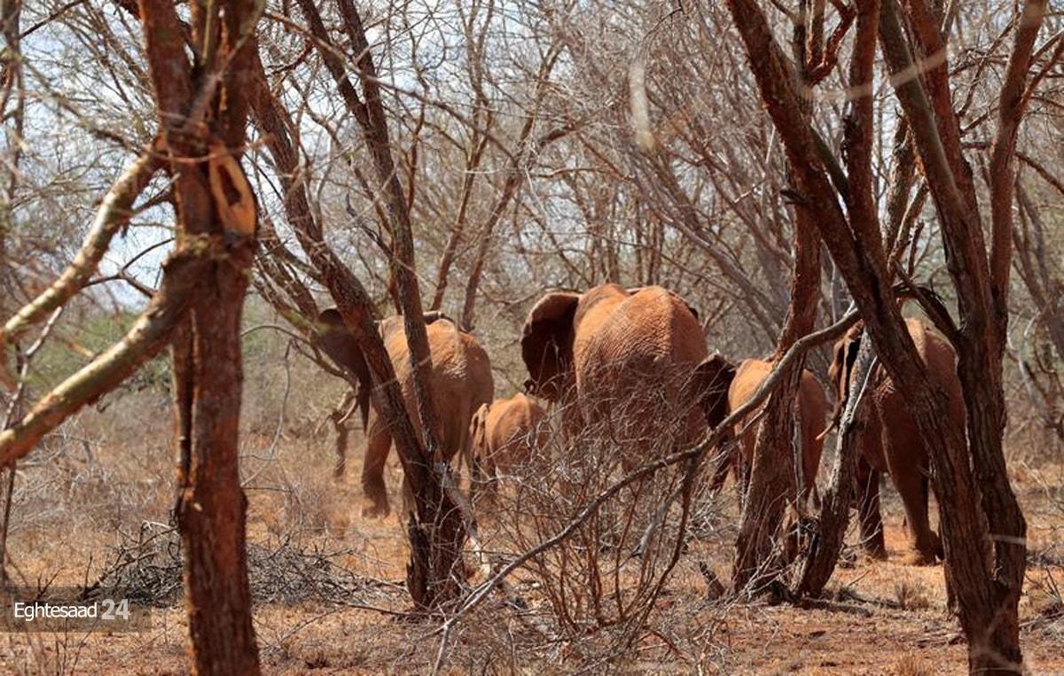 خشکسالی مرگبار در کنیا