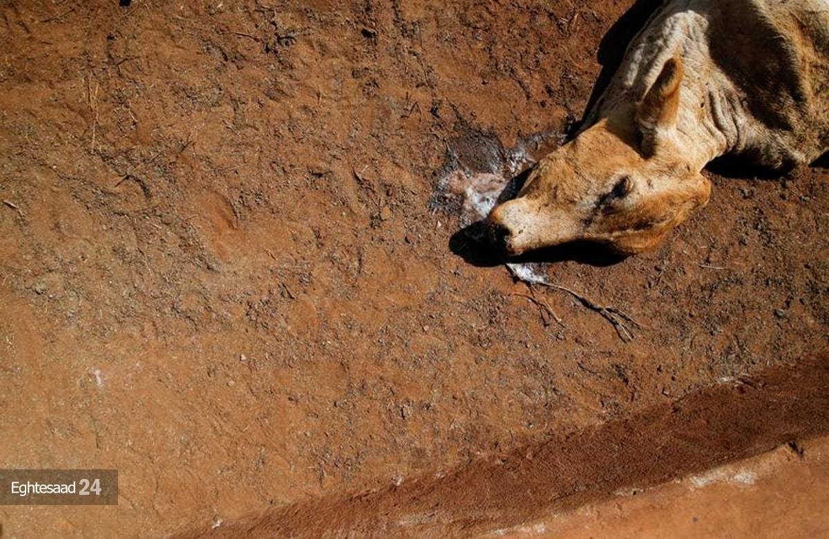 خشکسالی مرگبار در کنیا