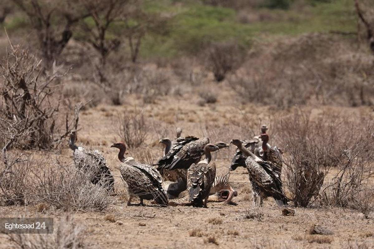 خشکسالی مرگبار در کنیا