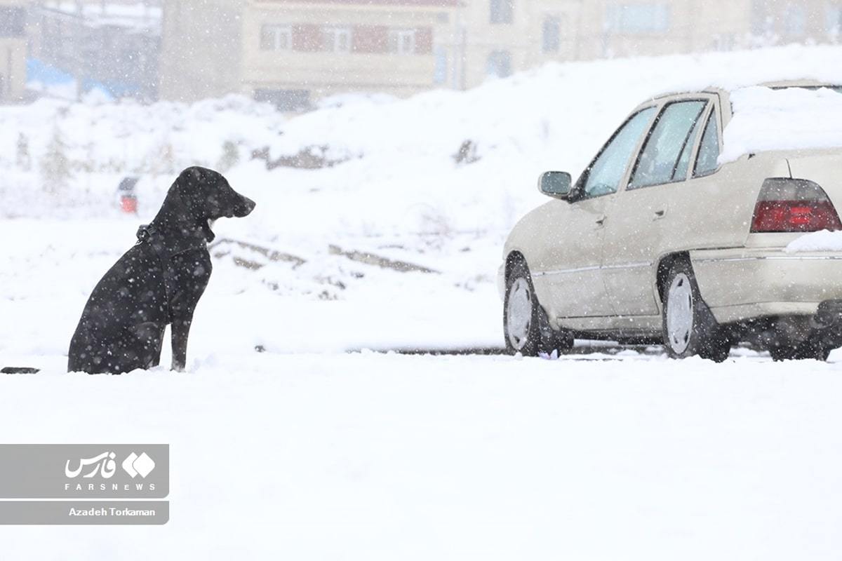 بارش شدید برف در پایتخت