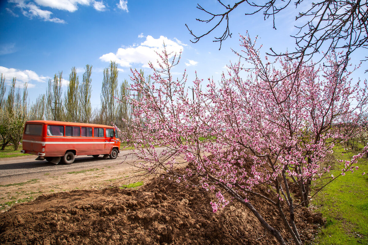 شکوفه‌های بهاری در باغستان سنتی قزوین