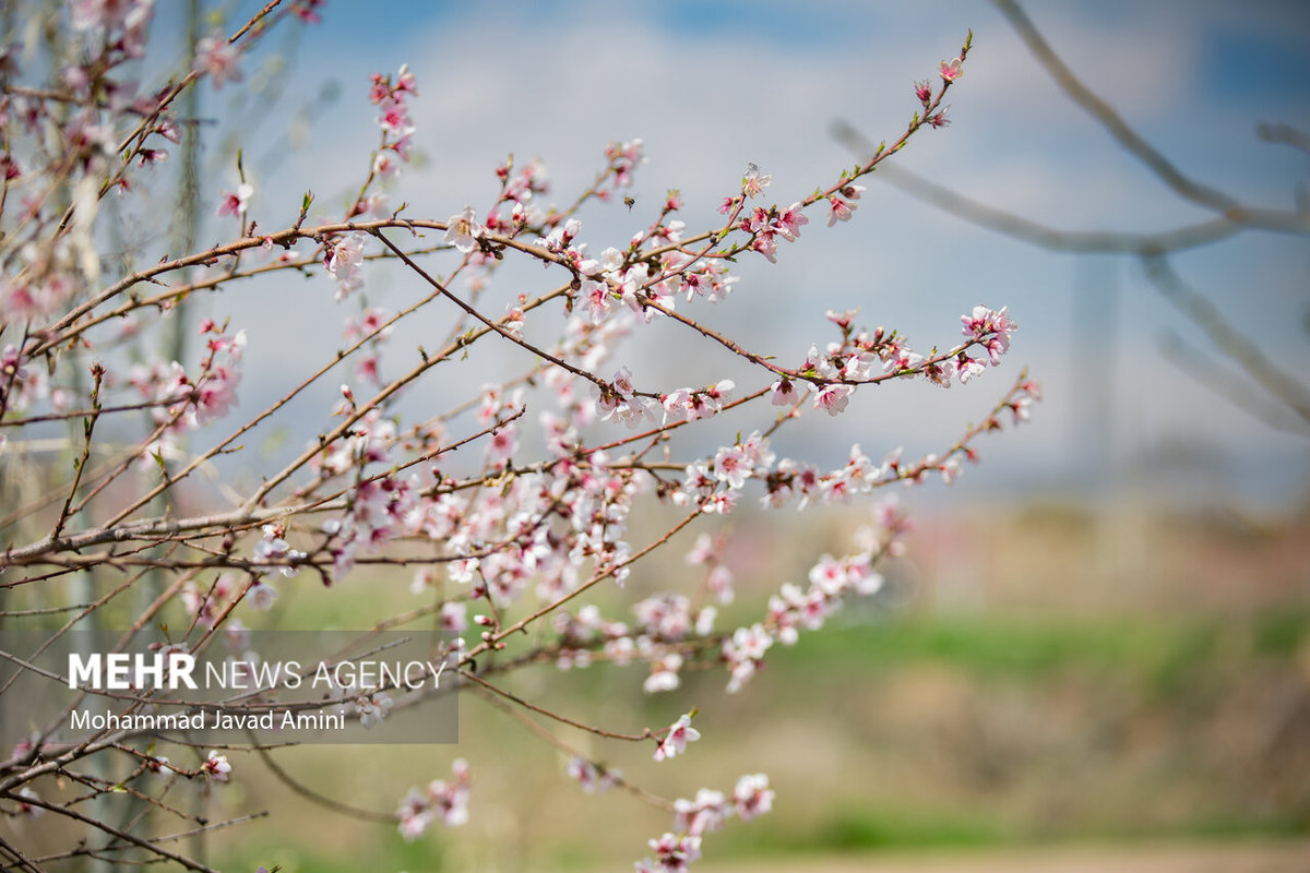 شکوفه‌های بهاری در باغستان سنتی قزوین