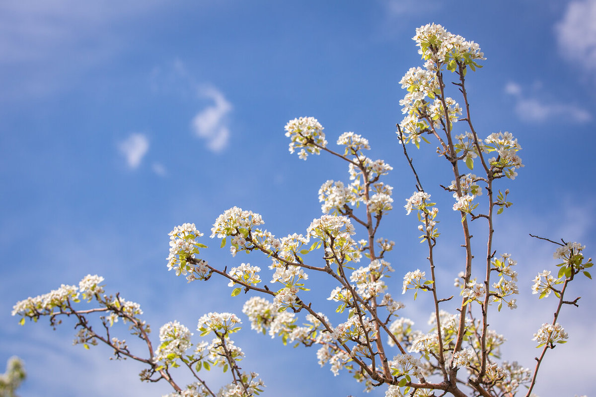 شکوفه‌های بهاری در باغستان سنتی قزوین