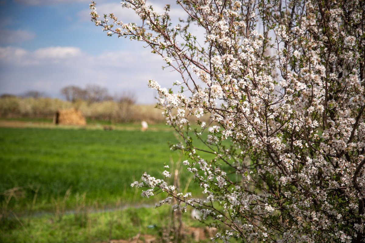 شکوفه‌های بهاری در باغستان سنتی قزوین