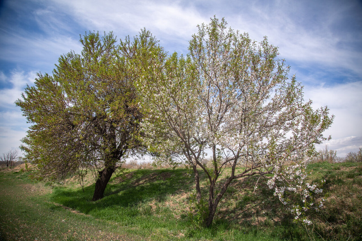 شکوفه‌های بهاری در باغستان سنتی قزوین