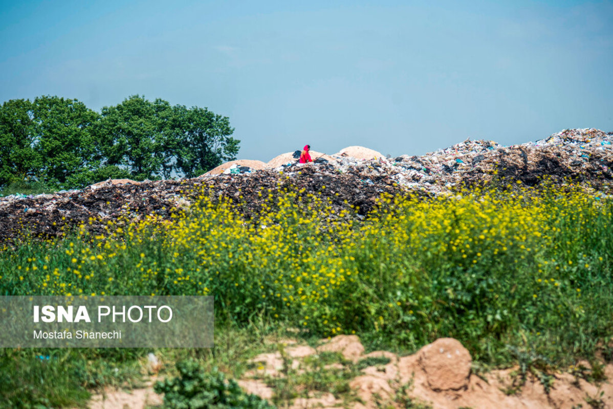 جنگل‌هایی که می‌میرند