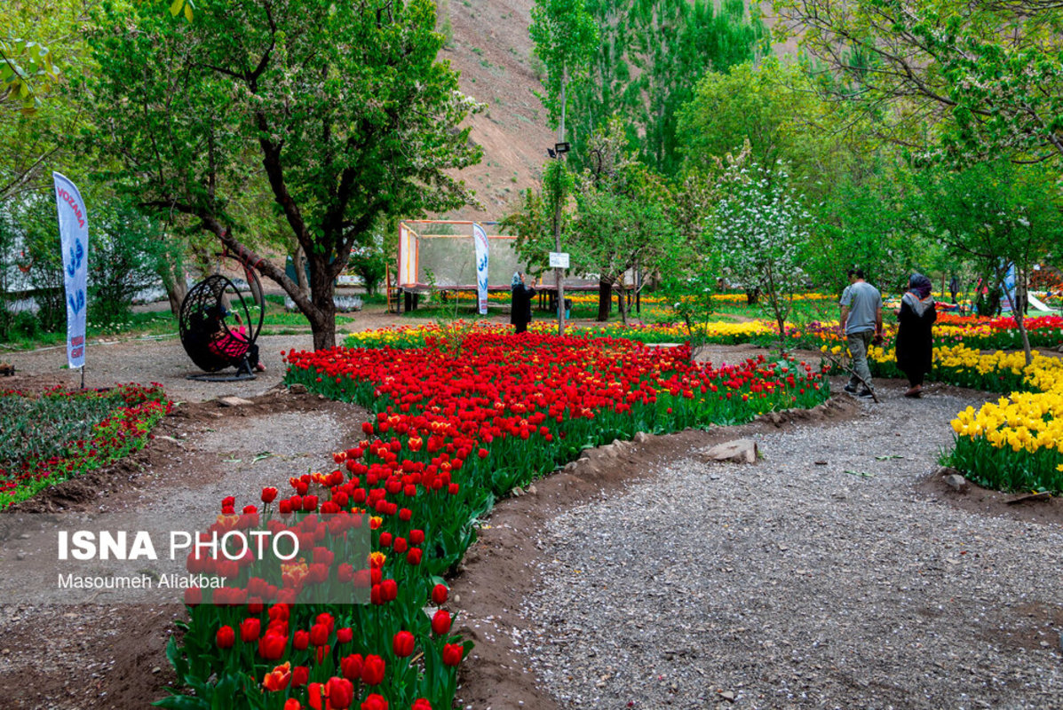 جشنواره گل های لاله در اسارا