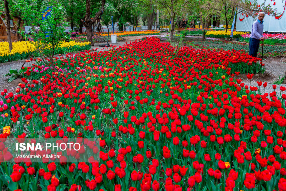 جشنواره گل های لاله در اسارا