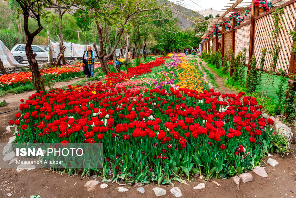 جشنواره گل های لاله در اسارا