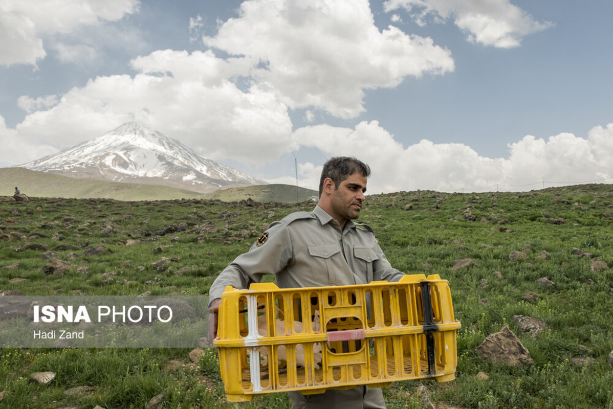 آزادسازی پرندگان در پارک ملی لار