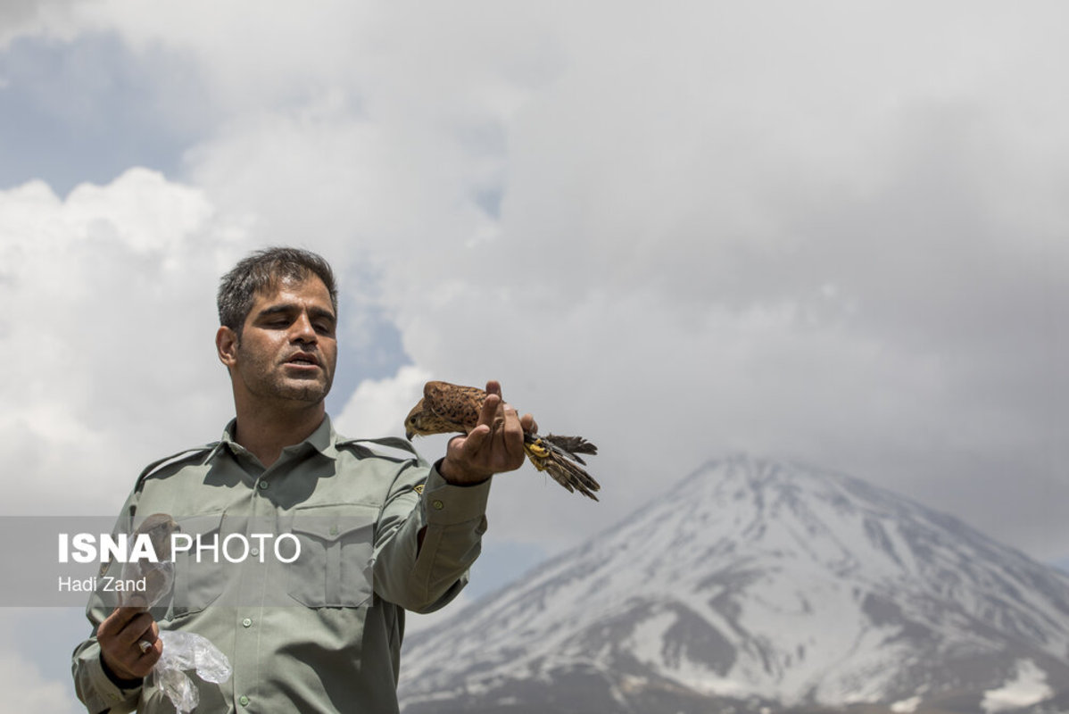 آزادسازی پرندگان در پارک ملی لار