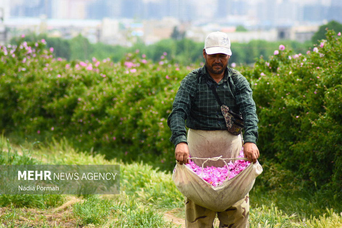 برداشت گل محمدی از باغات نظرآباد