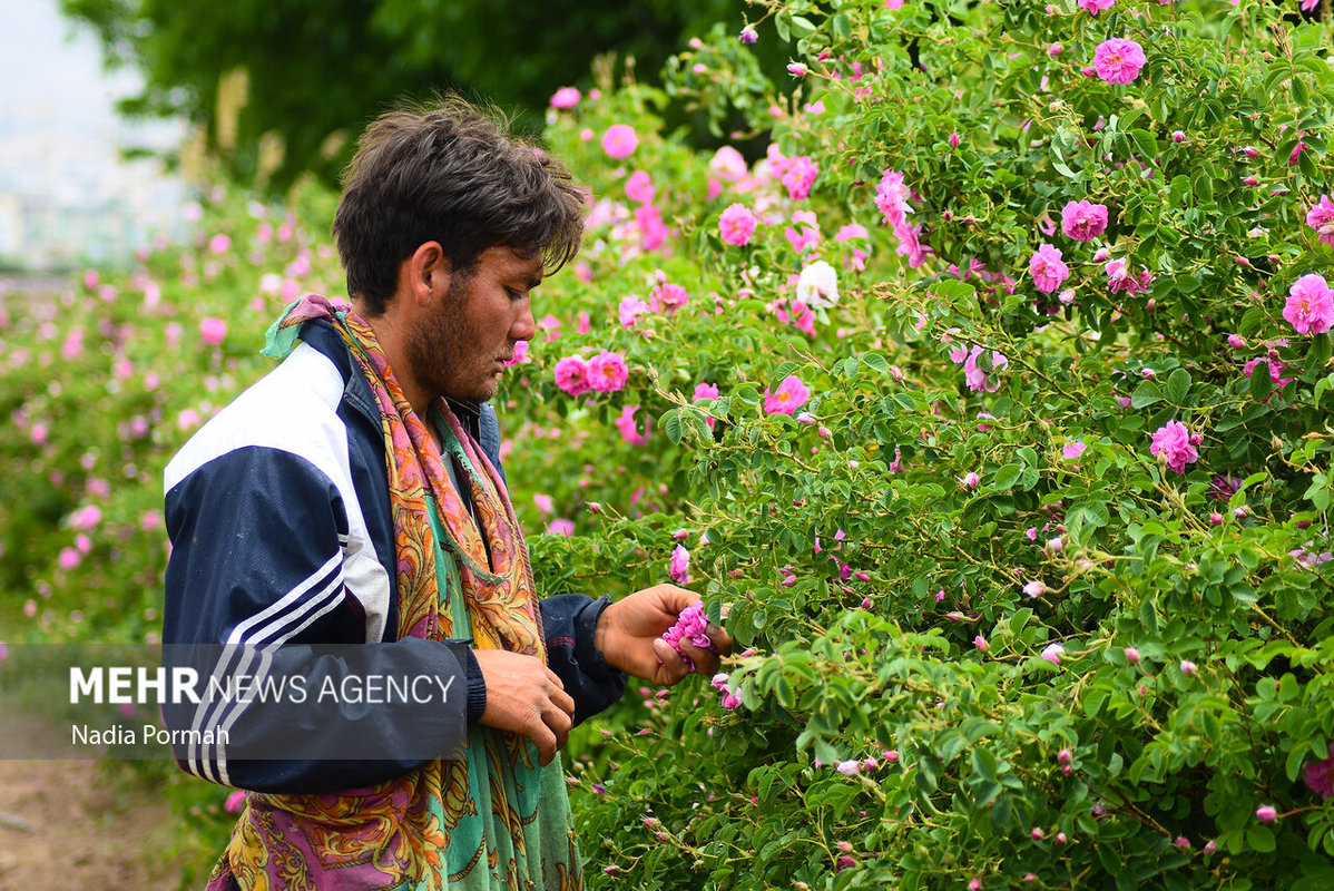 برداشت گل محمدی از باغات نظرآباد