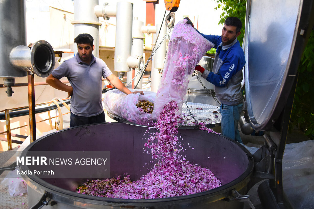 برداشت گل محمدی از باغات نظرآباد