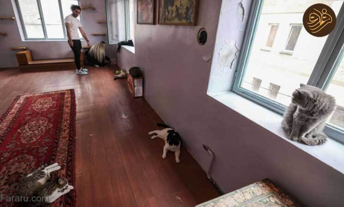 گزارش رسانه خارجی از موزه گربه‌ها در تهران