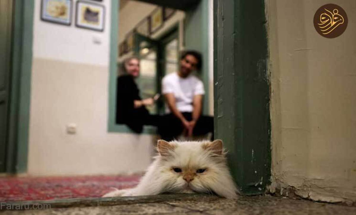 گزارش رسانه خارجی از موزه گربه‌ها در تهران