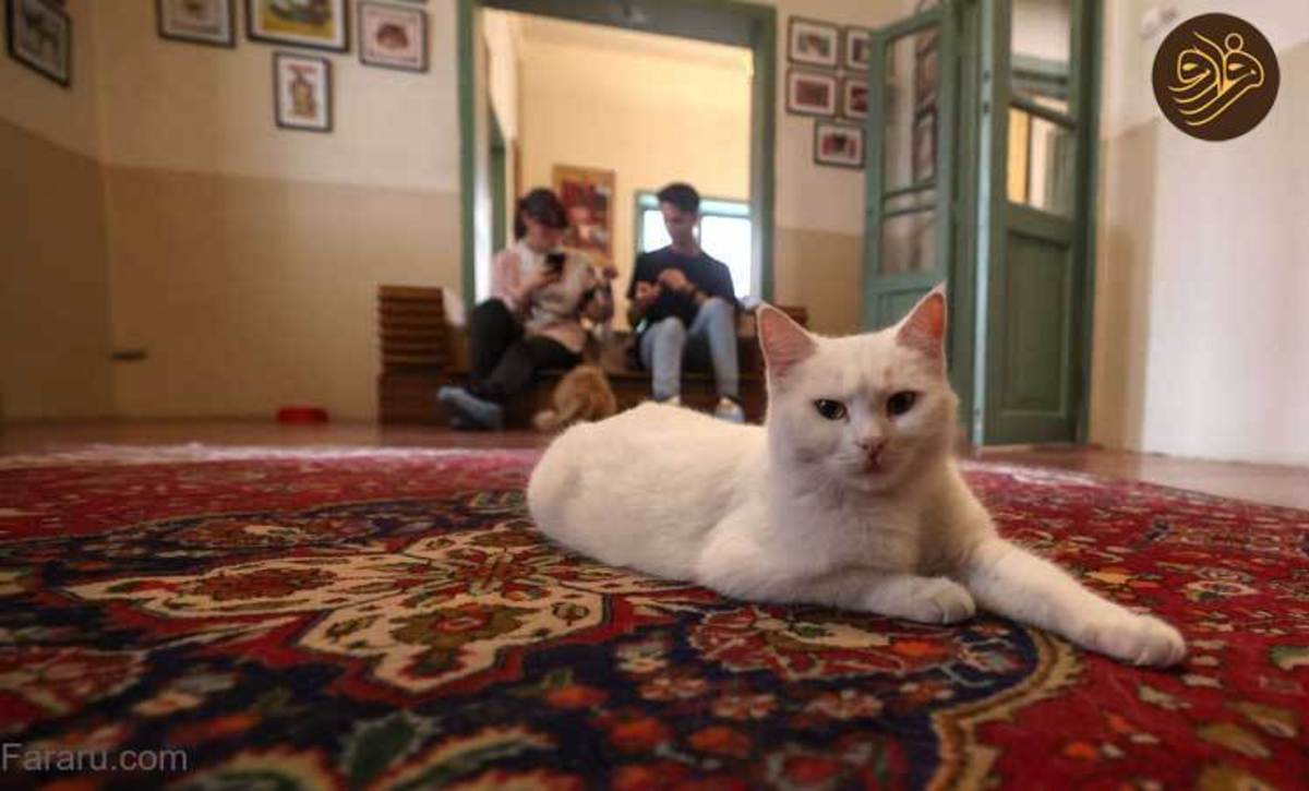 گزارش رسانه خارجی از موزه گربه‌ها در تهران