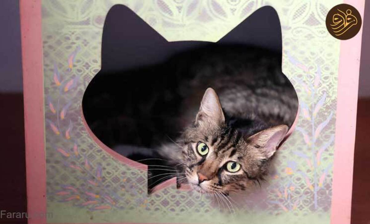 گزارش رسانه خارجی از موزه گربه‌ها در تهران