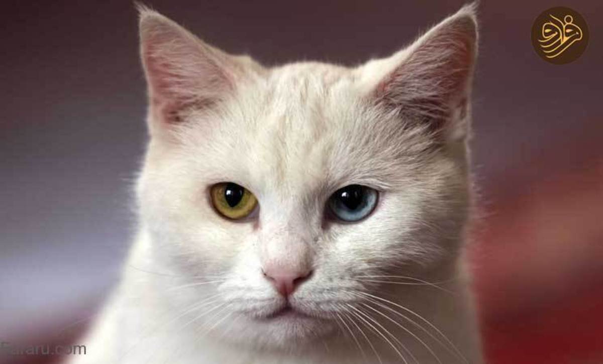 گزارش رسانه خارجی از موزه گربه‌ها در تهران