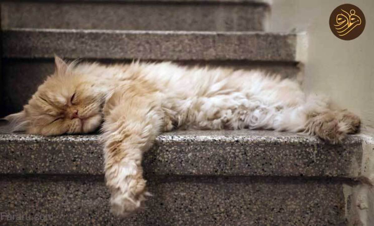 گزارش رسانه خارجی از موزه گربه‌ها در تهران