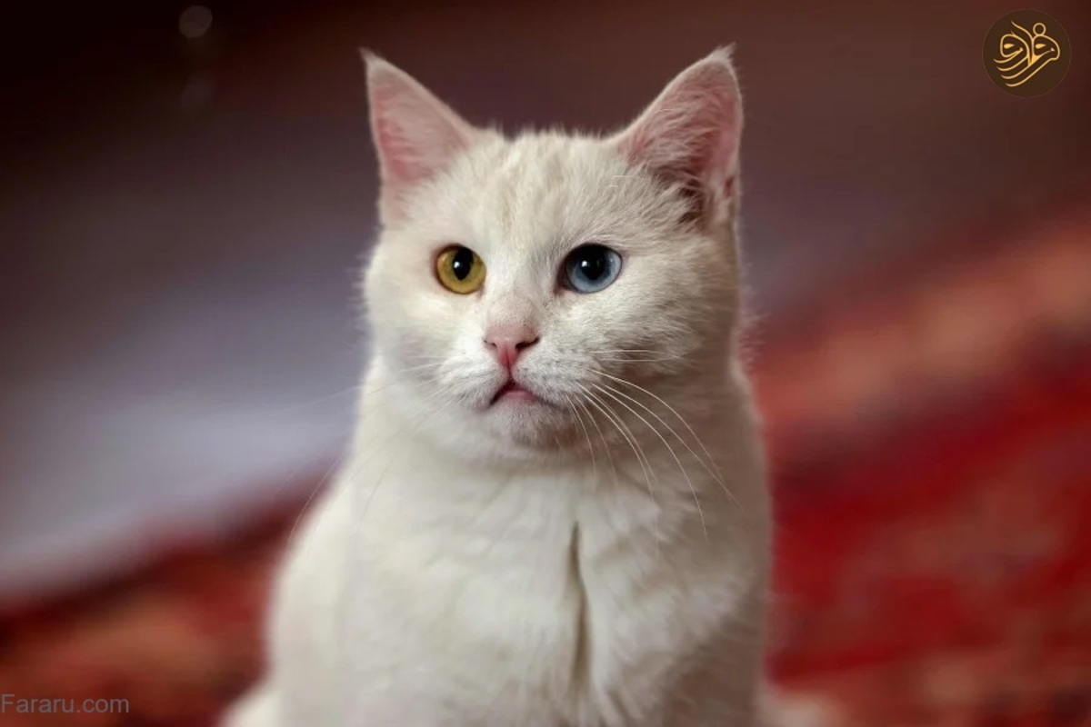 گزارش رسانه خارجی از موزه گربه‌ها در تهران