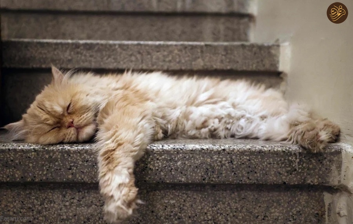 گزارش رسانه خارجی از موزه گربه‌ها در تهران