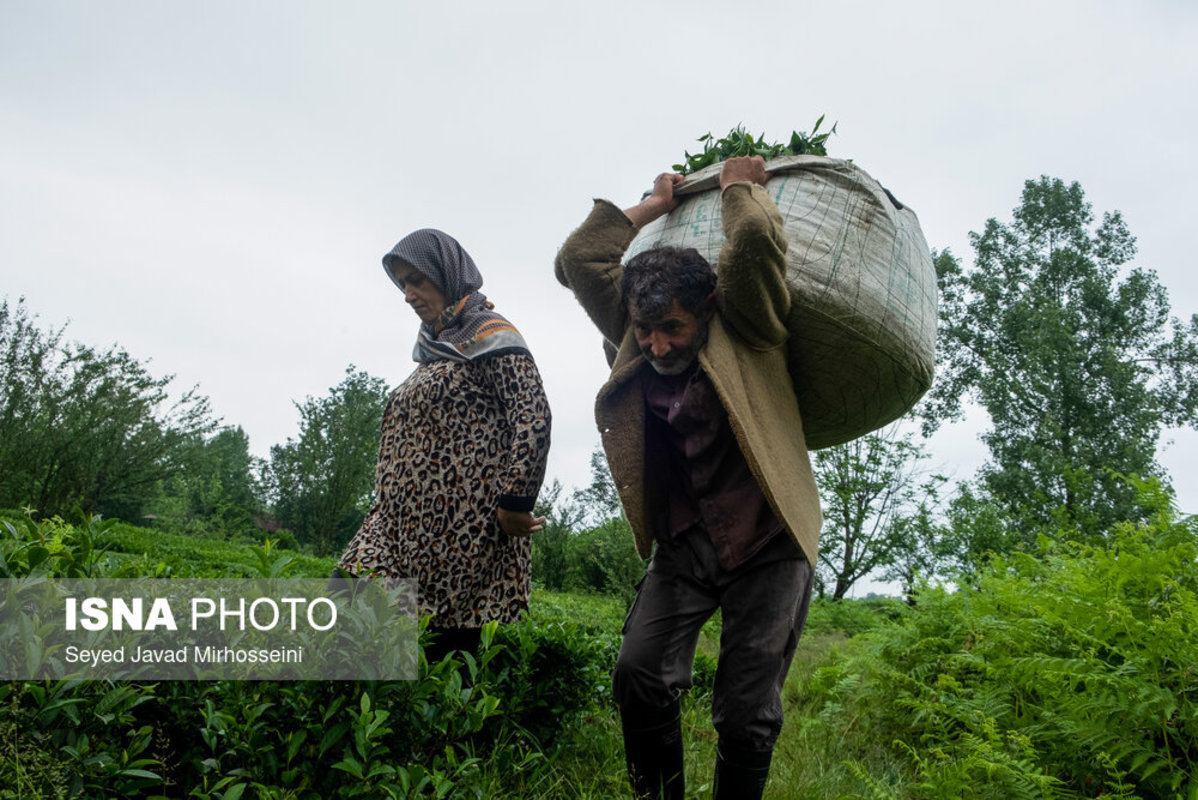 برداشت چای ایرانی