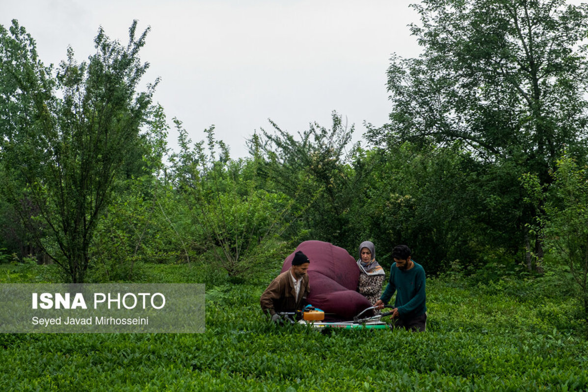 برداشت چای ایرانی