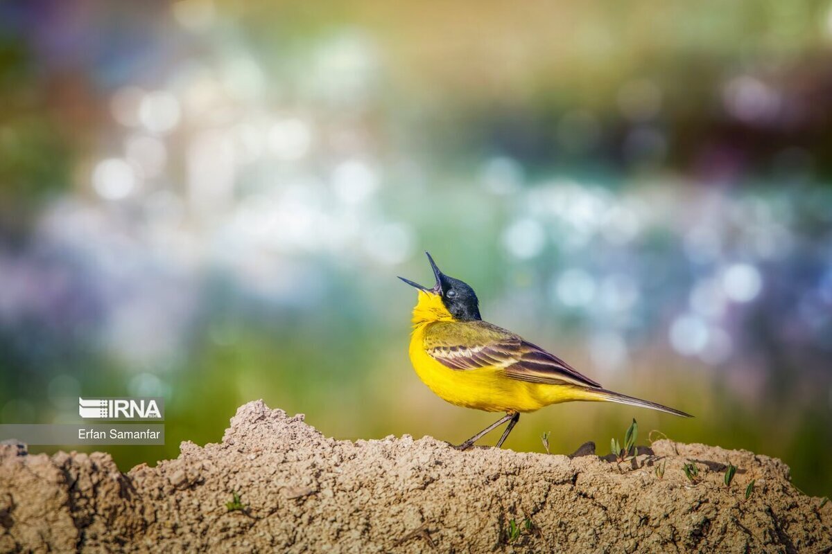 تالاب بین المللی گندمان