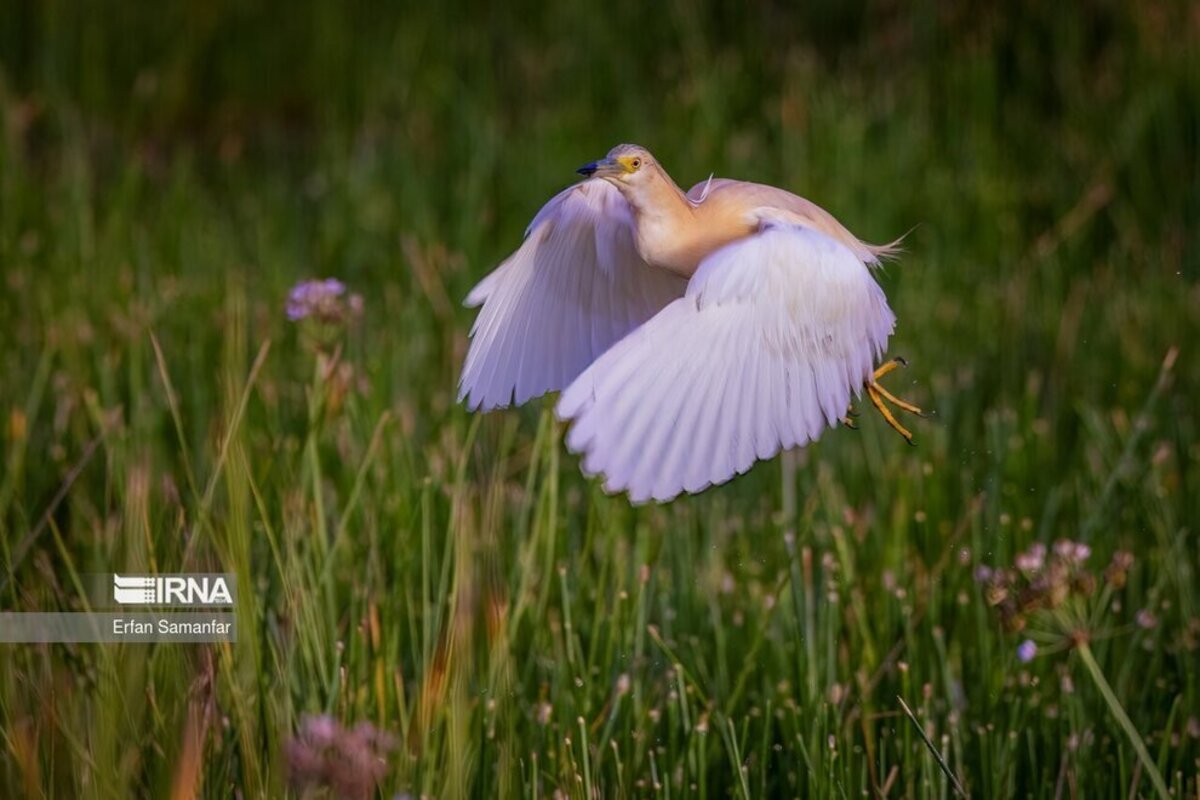 تالاب بین المللی گندمان