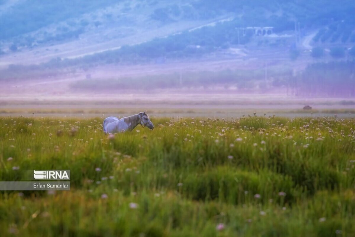 تالاب بین المللی گندمان