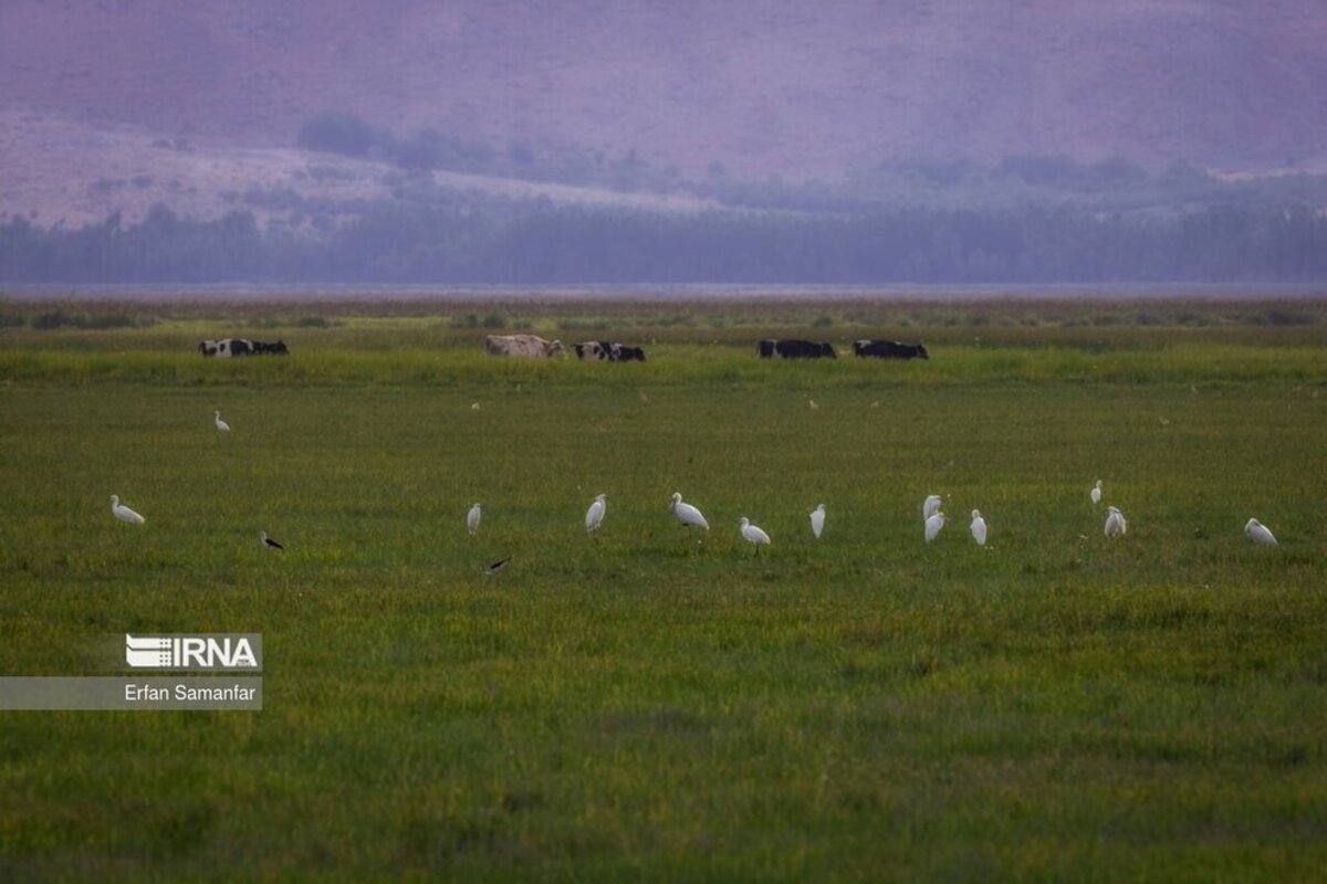 تالاب بین المللی گندمان